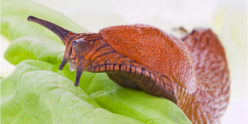 eine große, rötliche Nacktschnecke auf einem Salatblatt