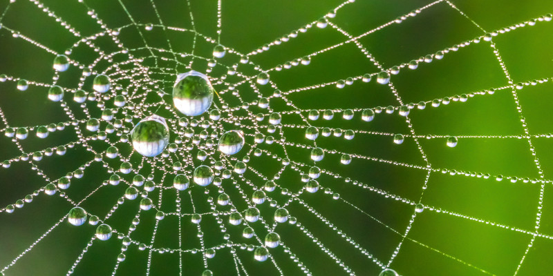 Spinnennetz mit glitzernden Tautropfen vor einem grünen Hintergrund