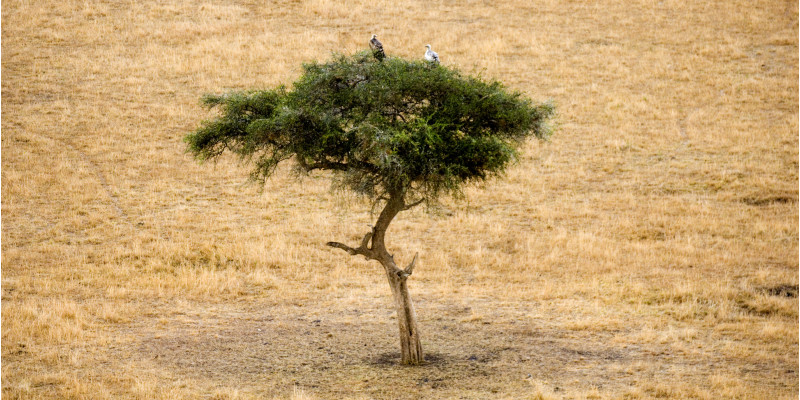 in einer ausgedörrten Graslandschaft steht ein einzelner kleiner, dürrer, grüner Baum