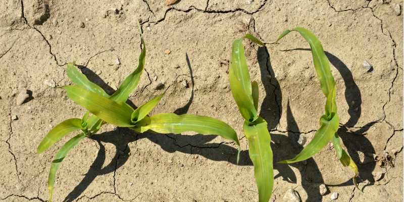 mickrige Maispflanzen auf trockenem, rissigem Sandboden