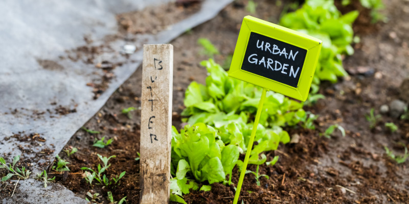 an einer Reihe Salatpflanzen steckt ein Schildchen mit der Aufschrift "Urban Garden"