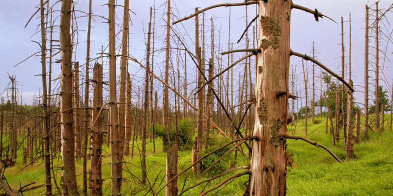 abgestorbene Nadelbäume im Wald an einem Hang