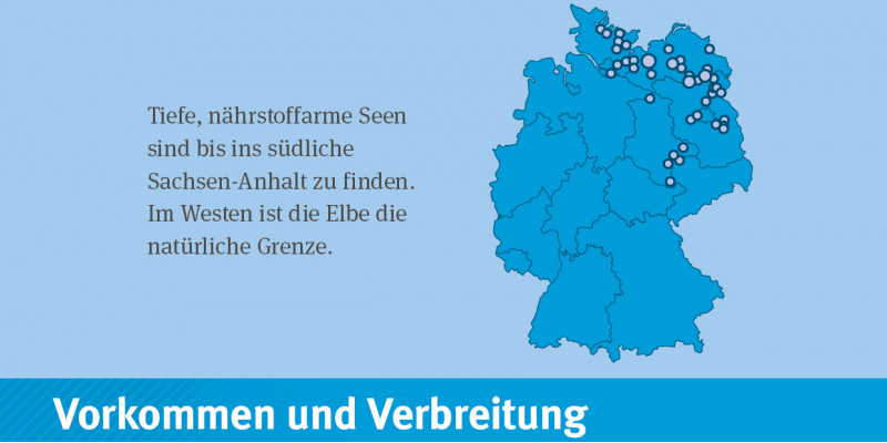Deutschlandkarte: Der Gewässertyp 2014 kommt in Jungmoränengebiet von Brandenburg, Mecklenburg-Vorpommern, Schleswig-Holstein und Sachsen-Anhalt vor.