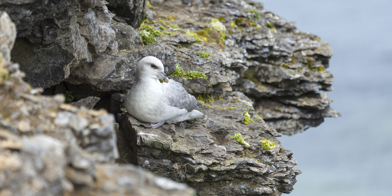 Eissturmvogel auf einem Felsen