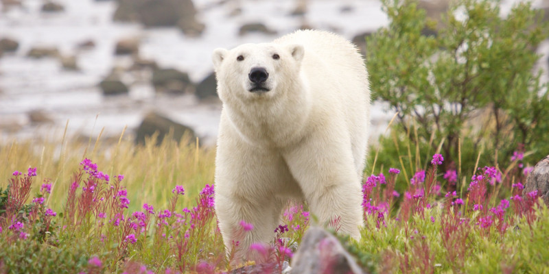 Eisbär in der arktischen Tundra