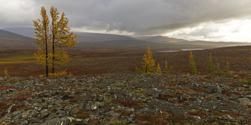 Vereinzelte Bäume in der russischen Tundra