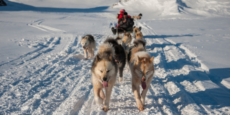 Schlittenhunde in Tasiilaq, Grönland