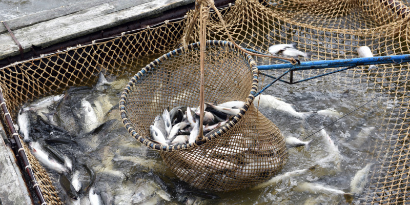 Lachsfang in der Arktis: Köcher mit gefangenen Fischen