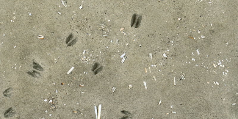 Nahaufnahme: Sandboden mit einigen Muscheln und Pflanzenresten