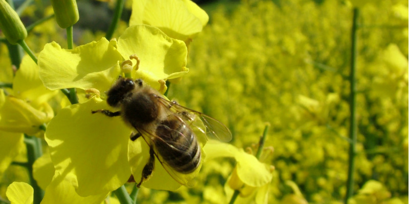 Honigbiene im Rapsfeld