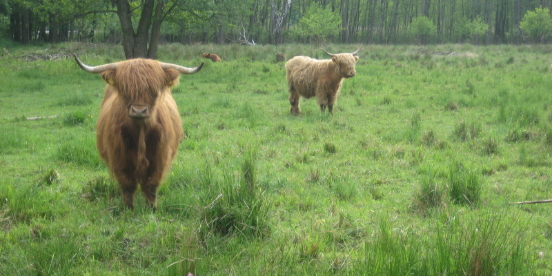 two Cattle in the peatland