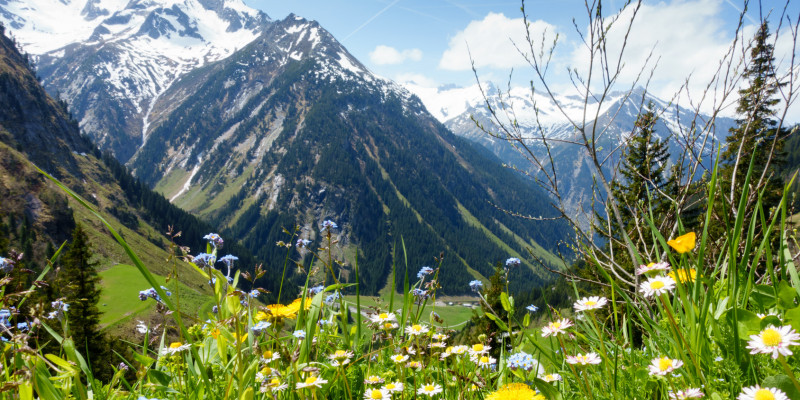 Alpen mit Wiese im Vordergrund