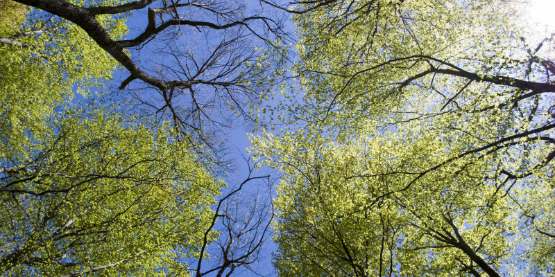 Blick von unten in den blauen Himmel durch Baumkronen 