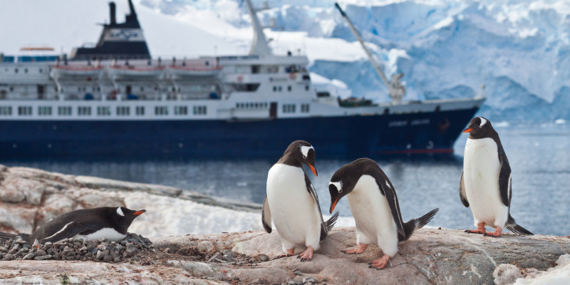 Penguins in the antarctic, behind a cruising ship