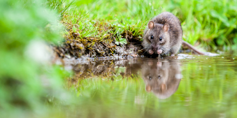 Ratte am Wasser