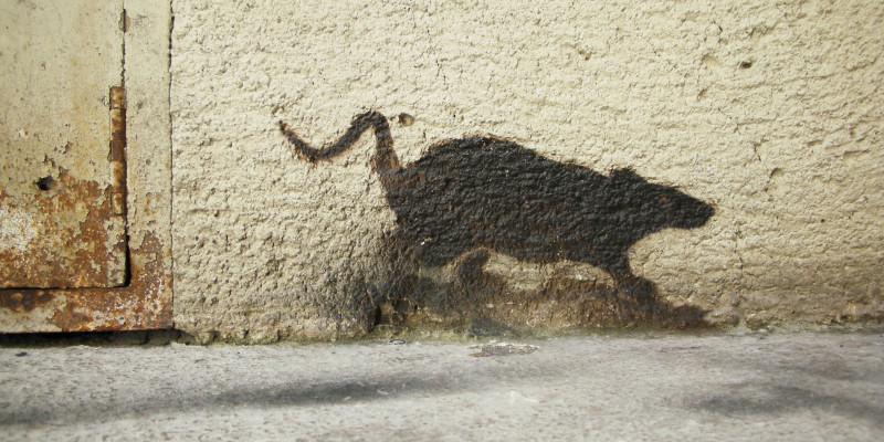 ein Rattenschatten an der Wand
