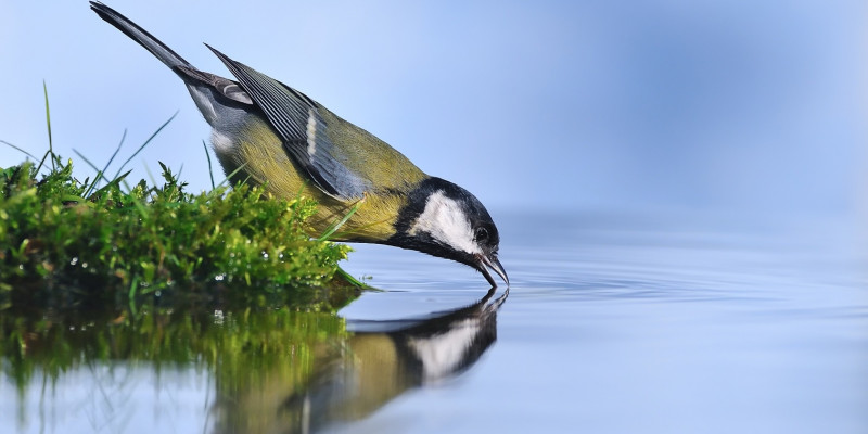 trinkender Vogel