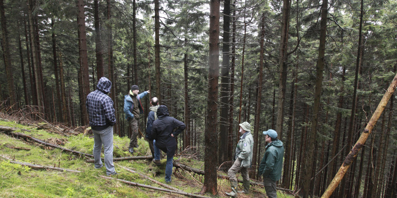 Sechs Männer in Nadelwald in Hanglage.