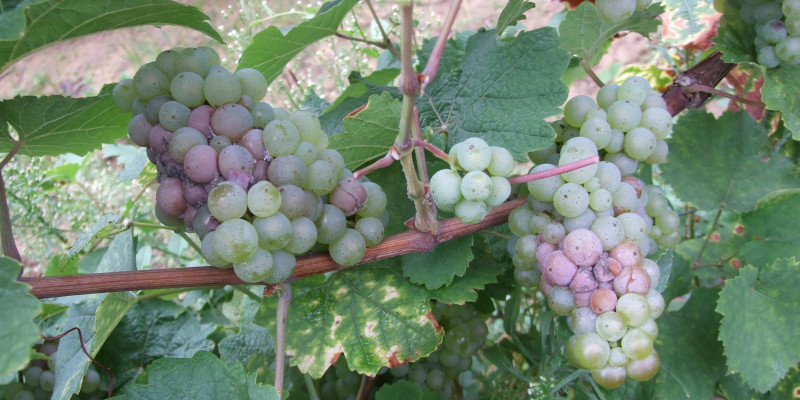 Ungeerntete Trauben der Weiße Riesling Weinrebe am Weinstock.