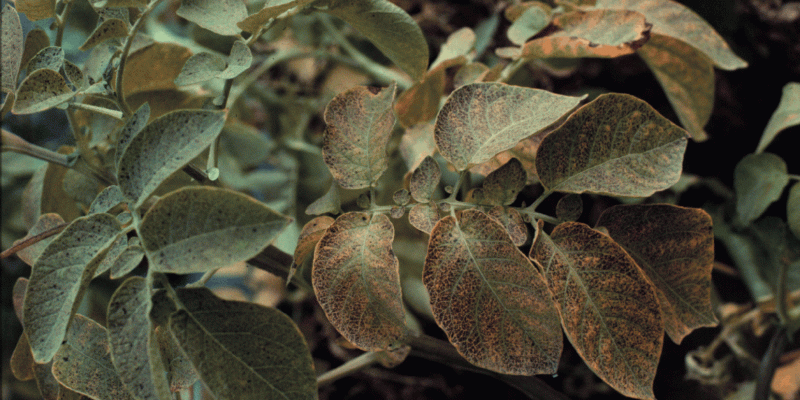 Abbildung einer Kartoffelpflanze mit sichtbaren Blattschäden