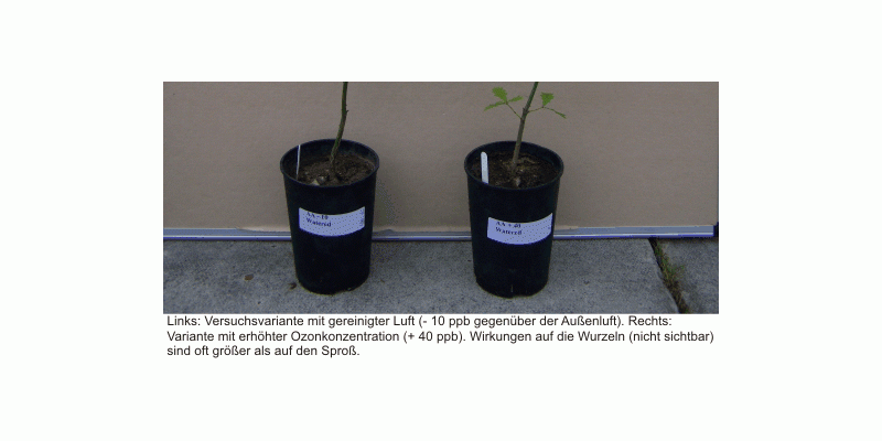 Abbildung zweier Eichen: Links Versuchsvariante mit gereinigter Luft, rechts Variante mit erhöhter Ozonkonzentration. Die rechte Pflanze zeigt einen geringeren Wuchs. Die Wirkungen auf die Wurzeln (nicht sichtbar) sind oft größer als auf den Spross.