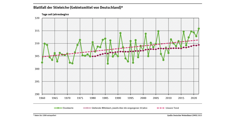 Das Liniendiagramm zeigt den Zeitpunkt, ab dem der Blattfall der Stieleiche einsetzt (Tage ab Jahresbeginn, Gebietsmittel für Deutschland) seit 1960. Der lineare Trend zeigt, dass dieser immer später erfolgt.