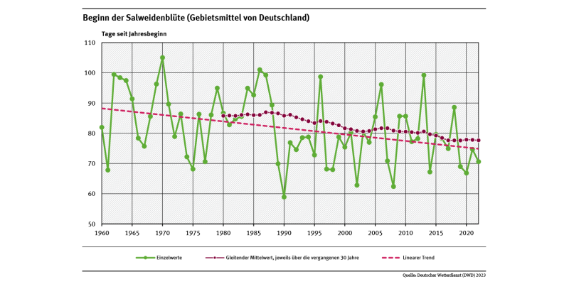 Das Liniendiagramm zeigt den Zeitpunkt des Blühbeginns der Salweide (Tage ab Jahresbeginn, Gebietsmittel für Deutschland) in den Jahren seit 1960. Der lineare Trend zeigt, dass sich der Zeitpunkt tendenziell in Richtung Jahresbeginn verschiebt. 