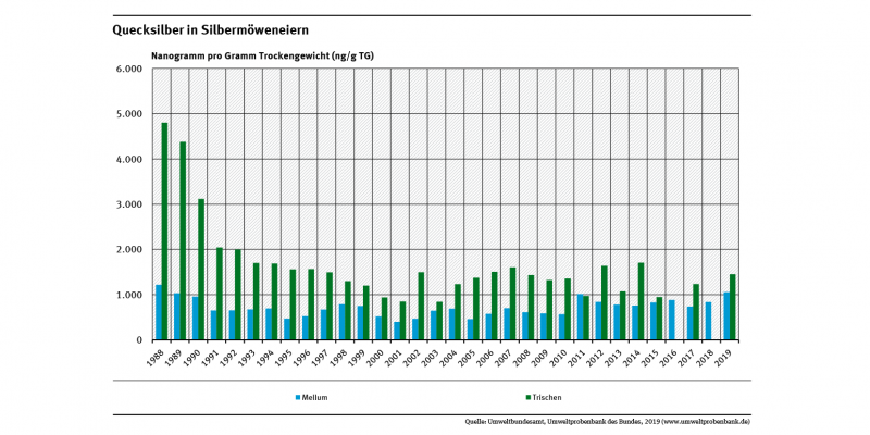Silbermöweneier von der schleswig-holsteinischen Insel Trischen sind stärker mit Quecksilber belastet als Möweneier von der niedersächsischen Insel Mellum. Zwischen 1988 und 2019 sank die Belastung auf Trischen um 46 Prozent, auf Mellum um 20 Prozent.