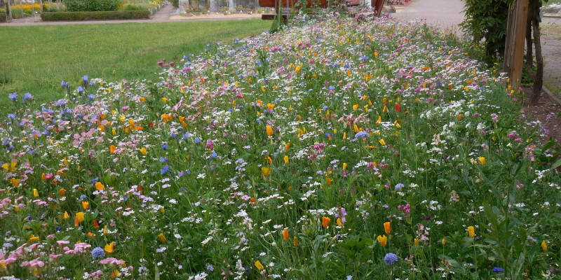 Blühende Blumenwiese auf dem Gelände der Universität Göttingen