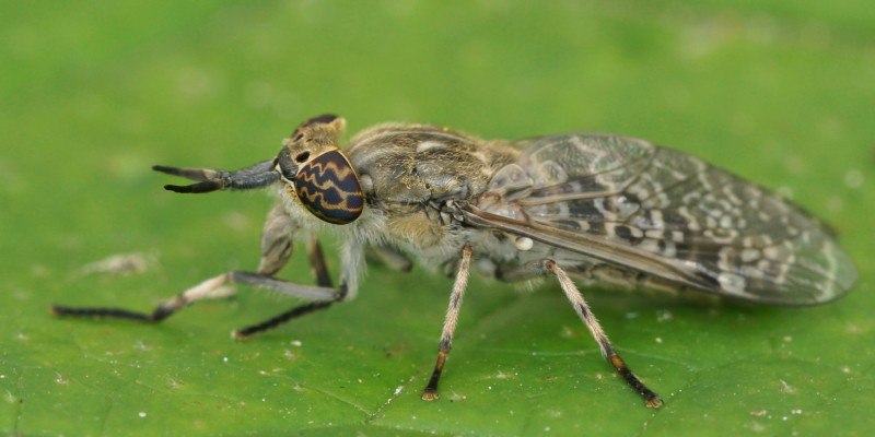 eine Regenbremse mit auffällig gemusterten Augen sitzt auf einem Blatt