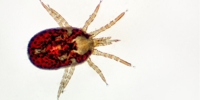 Rote Vogelmilbe stark vergrößert