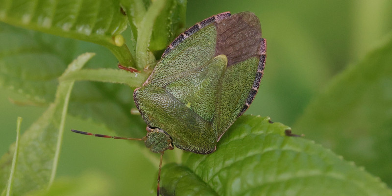 Grüne Stinkwanze auf einem grünen Blatt