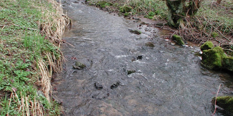 Ein kleiner Fluss umgegeben von kahlen Sträuchern