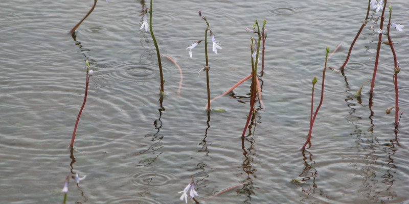 Wasserpflanzen mit weißen Blüten, die aus dem Wasser gucken