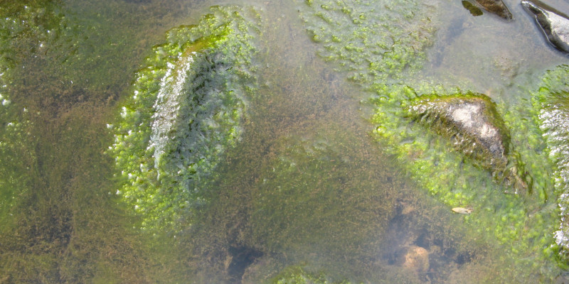Viele grüne Algen, die sich um Steine herumlagern