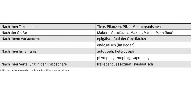 Tabelle zeigt die Kriterien nach denen die Bodenorganismen unterteilt werden: Taxonomie, Größe, Vorkommen, Ernährung und Verteilung in der Rhizosphäre