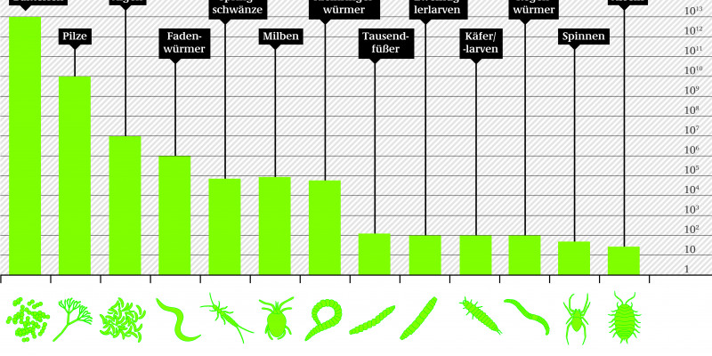 Das Säulendiagramm zeigt an wieviele der einzelnen Arten im Boden leben. Bakterien kommen billionenfach im Boden vor, während es bei den Asseln unter 100 sind.