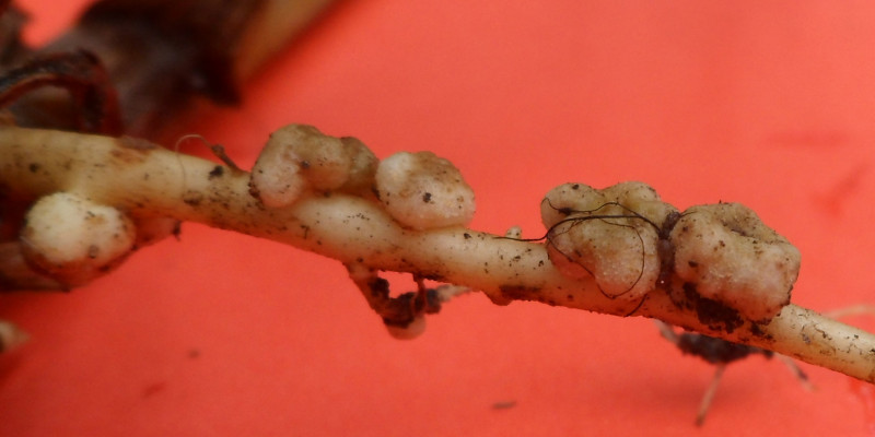 Großaufnahme der Knubbel auf einer Pflanzenwurzel, die die Symbiose zwischen Wurzel und Mikroorganismen zeigt