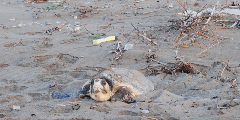 Eine Schlidkröte liegt an einem Strand, der mit Plastik und Müll bedeckt ist