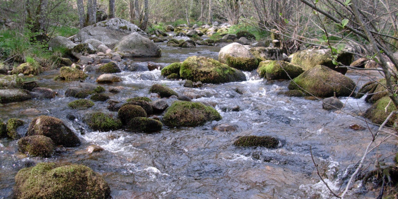 Breiter Bach, der recht schnell fließt. Im Bachbett liegen viele große runde Steine, die mit Moos bewachsen sind.