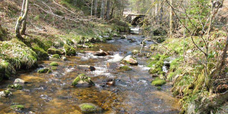 Bach der um moosbedeckte Steine fließt. 