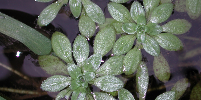 Blick von oben auf die grünen Blätter einer Wasserpflanze, die wie eine Blume aussieht