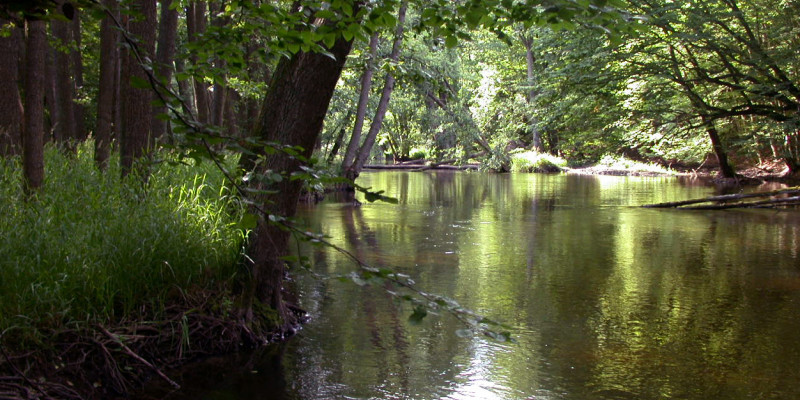 Ein breiter Flussabschnitt im Wald mit vielen hohen, grünen Laubbäumen am Ufer.
