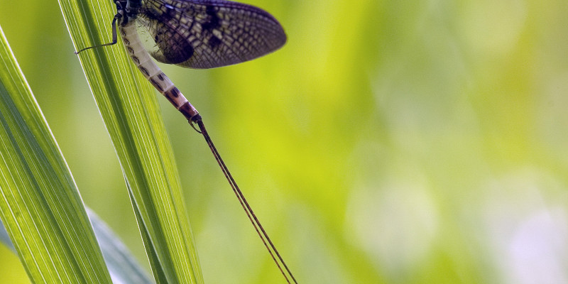 Größaufnahme einer Eintagsfliege, die auf einem grünem Halm sitzt. Die Fliege ist leicht schwarz-weiß gestreift und hat am hinteren Ende zwei lange Stacheln