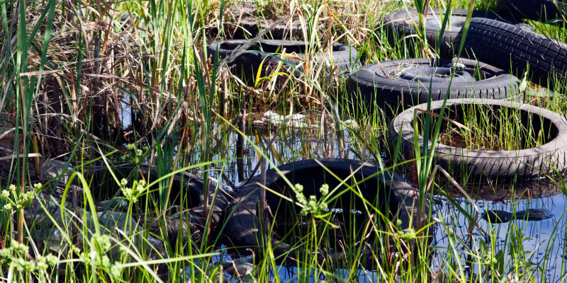 Alte Autoreifen liegen im Schilf, zwischen Gräsern im Wasser