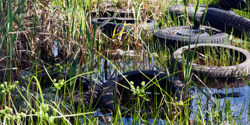     Old car tires into the reeds are between grasses in the water  