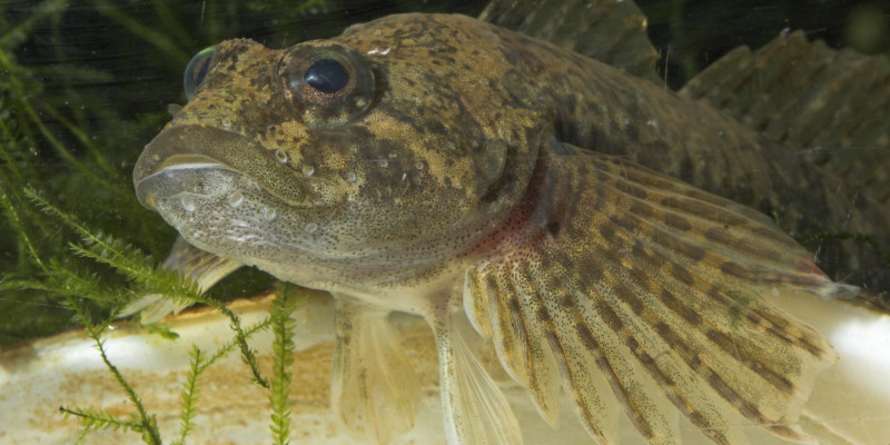 Nahaufnahme eines hellgeblichen, durchsichtigem Fisch mit weitaufgefächerten Vorderflossen