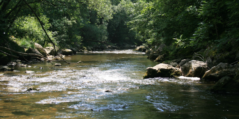 Rasch fließender Fluss über den sich grüne Bäume und Büsche beugen
