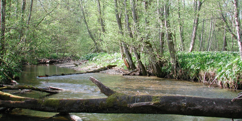 Breiter Fluss, in dem moosbewachsene Baumstämme liegen.