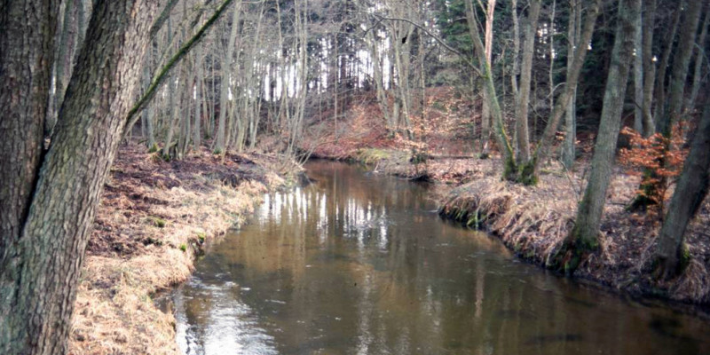 Flussansicht im Winter, mit kahlen Bäumen und das Gras ist gelb, braun.